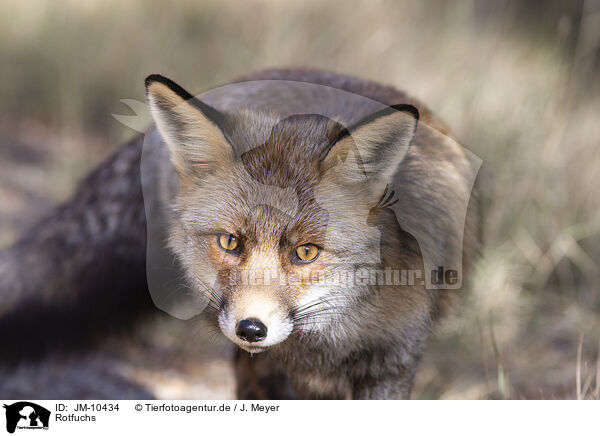 Rotfuchs / red fox / JM-10434