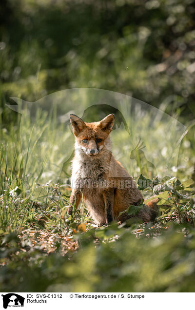 Rotfuchs / red fox / SVS-01312