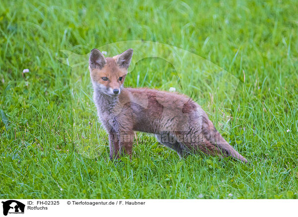 Rotfuchs / red fox / FH-02325