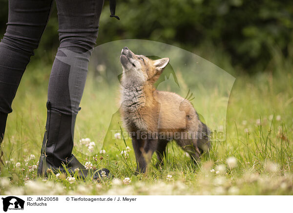 Rotfuchs / red fox / JM-20058
