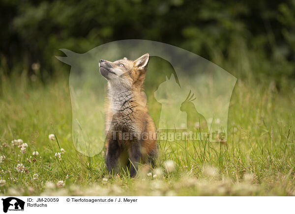 Rotfuchs / red fox / JM-20059