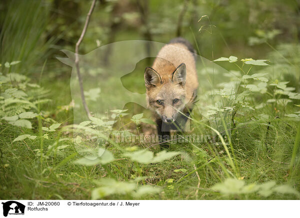Rotfuchs / red fox / JM-20060