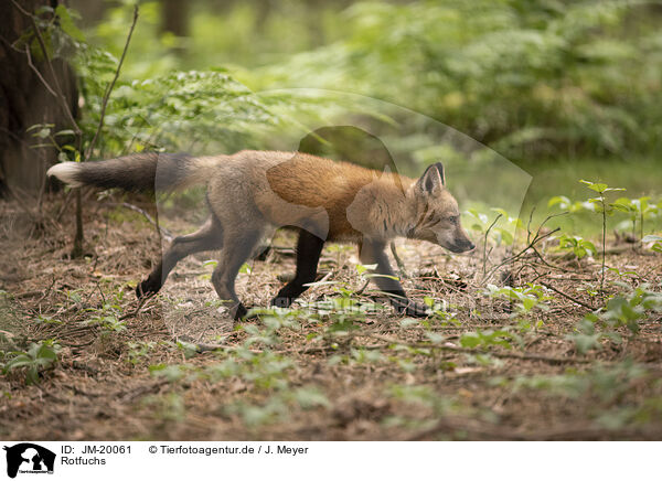 Rotfuchs / red fox / JM-20061