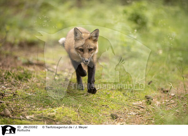 Rotfuchs / red fox / JM-20062
