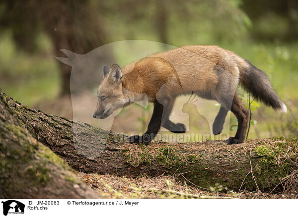 Rotfuchs / red fox / JM-20063