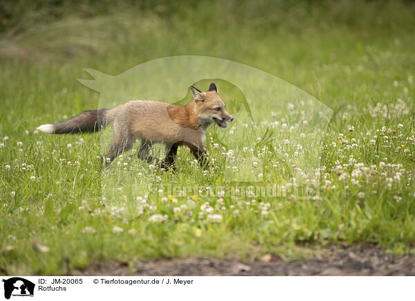 Rotfuchs / red fox / JM-20065