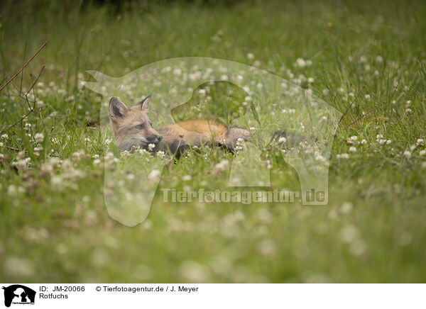 Rotfuchs / red fox / JM-20066