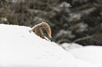 Rotfuchs im Schnee