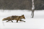 Rotfuchs rennt durch den Schnee