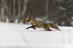 Rotfuchs rennt durch den Schnee