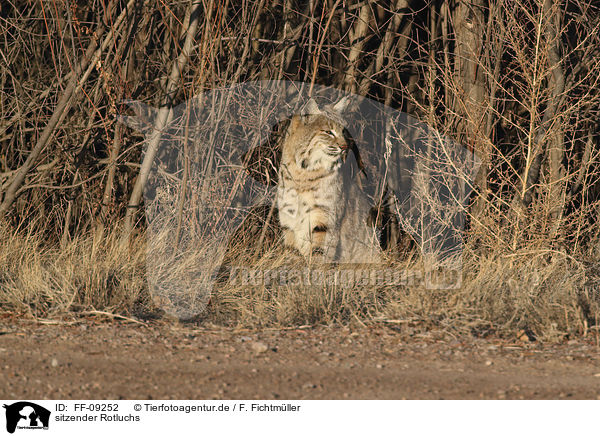 sitzender Rotluchs / sitting Bobcat / FF-09252