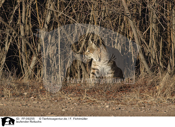 laufender Rotluchs / walking Bobcat / FF-09255