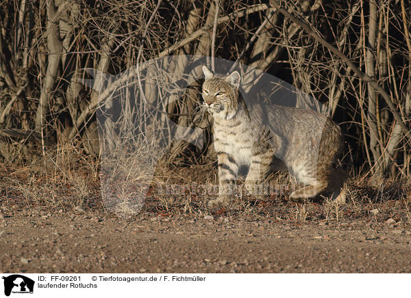 laufender Rotluchs / walking Bobcat / FF-09261