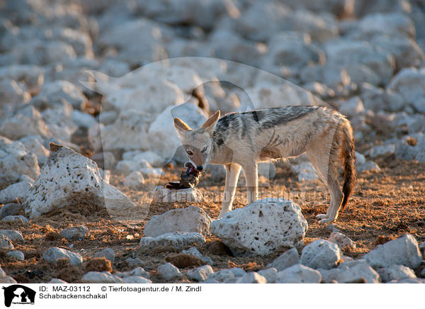 Schabrackenschakal / black-backed jackal / MAZ-03112