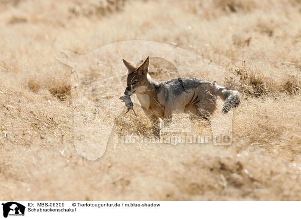 Schabrackenschakal / black-backed jackal / MBS-06309