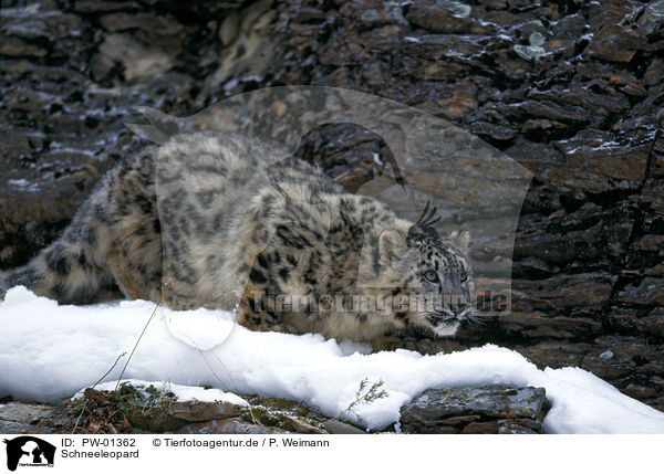 Schneeleopard / Snow leopard / PW-01362