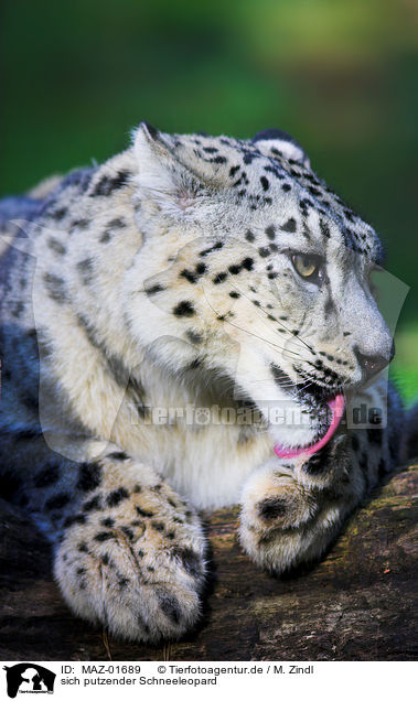sich putzender Schneeleopard / cleaning snow leopard / MAZ-01689