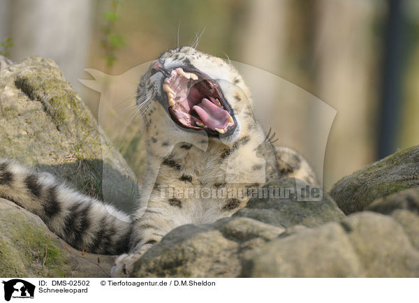 Schneeleopard / snow leopard / DMS-02502