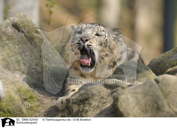 Schneeleopard / snow leopard / DMS-02505