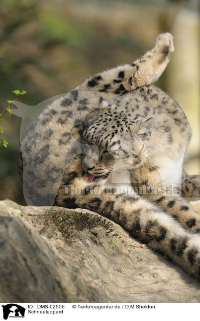 Schneeleopard / snow leopard / DMS-02506