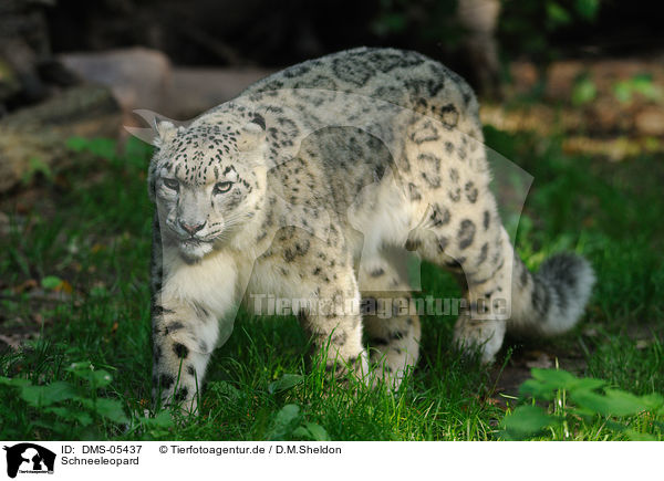 Schneeleopard / snow leopard / DMS-05437