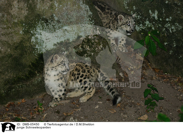 junge Schneeleoparden / young snow leopards / DMS-05450