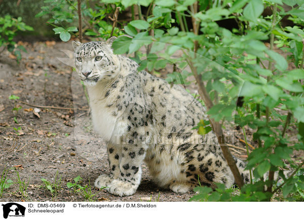 Schneeleopard / snow leopard / DMS-05469