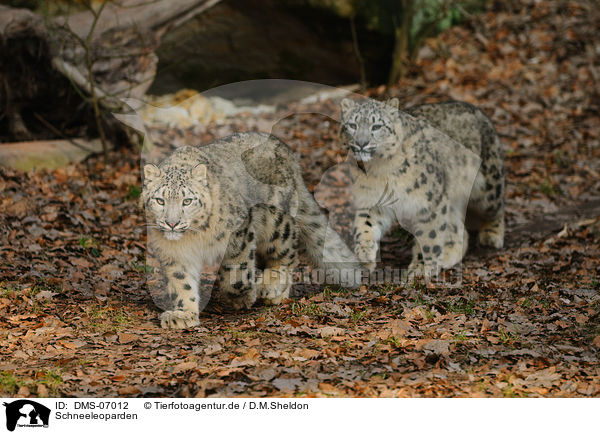 Schneeleoparden / snow leopards / DMS-07012