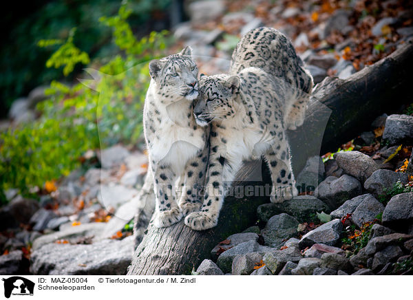 Schneeleoparden / snow leopards / MAZ-05004