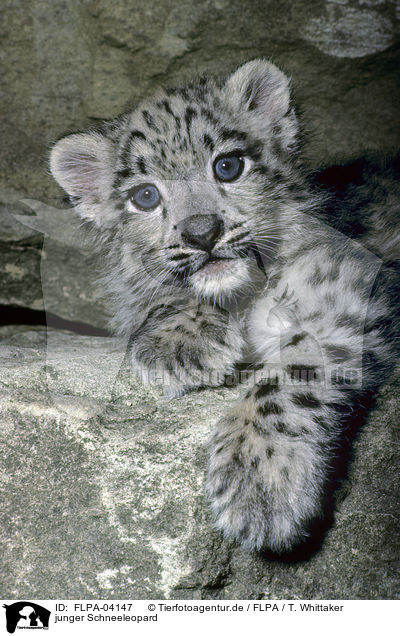 junger Schneeleopard / young snow leopard / FLPA-04147