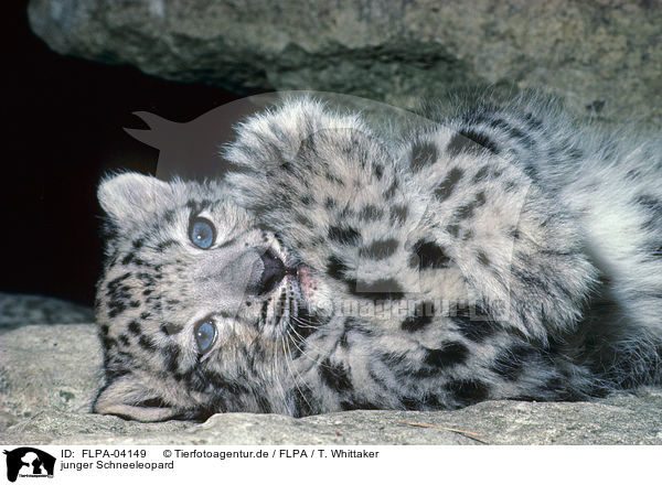 junger Schneeleopard / young snow leopard / FLPA-04149