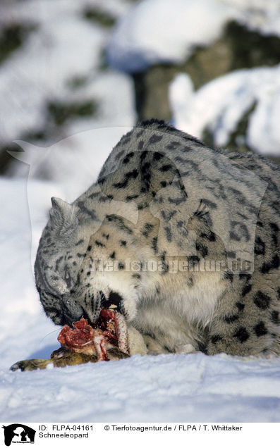 Schneeleopard / snow leopard / FLPA-04161