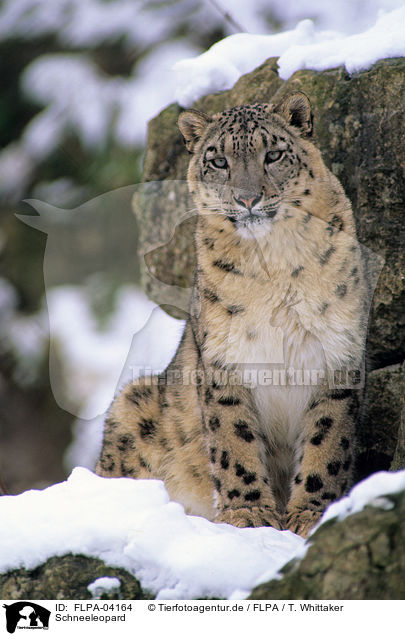 Schneeleopard / snow leopard / FLPA-04164
