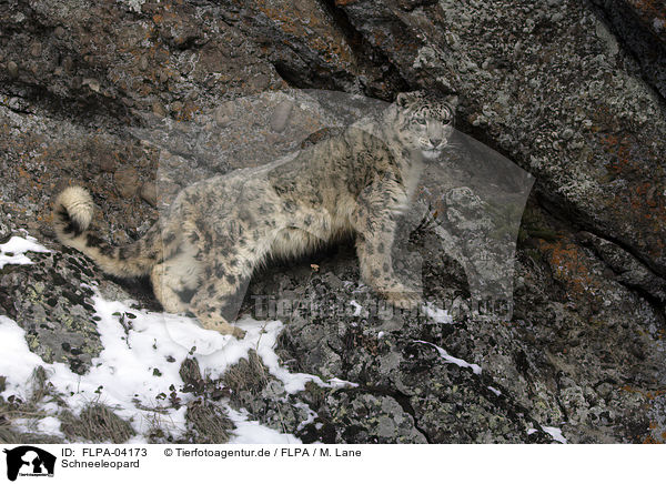 Schneeleopard / snow leopard / FLPA-04173