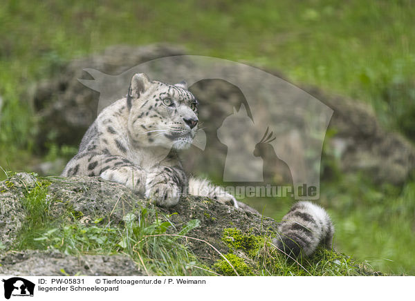 liegender Schneeleopard / lying Snow Leopard / PW-05831