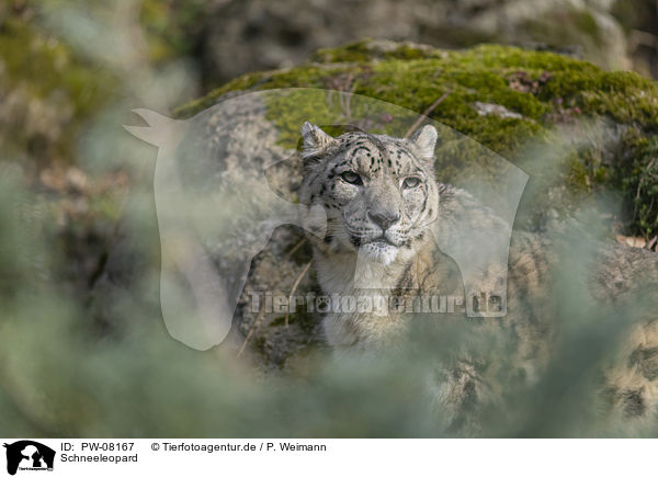 Schneeleopard / Snow Leopard / PW-08167