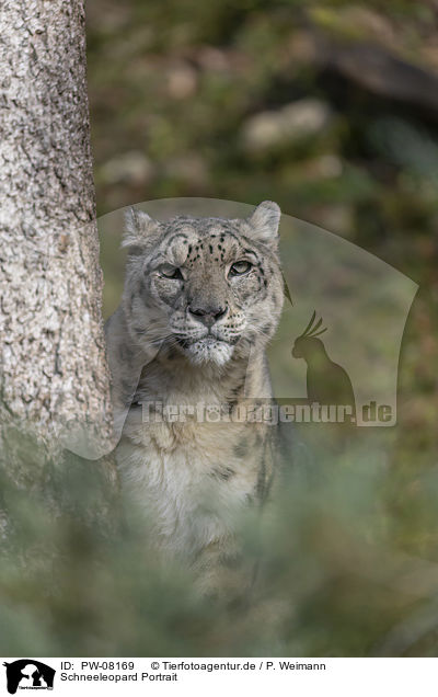 Schneeleopard Portrait / Snow Leopard portrait / PW-08169