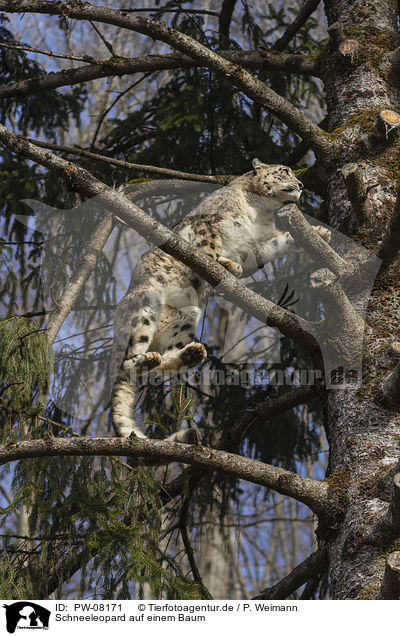 Schneeleopard auf einem Baum / Snow Leopard on a tree / PW-08171
