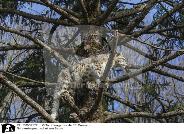Schneeleopard auf einem Baum / PW-08172