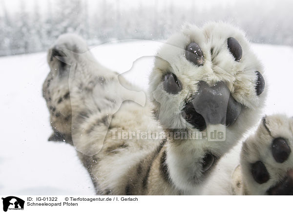Schneeleopard Pfoten / Snow Leopard paws / IG-01322