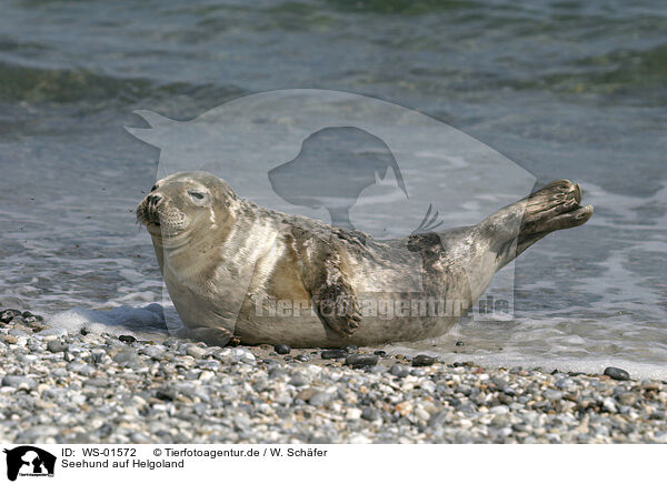 Seehund auf Helgoland / seal / WS-01572
