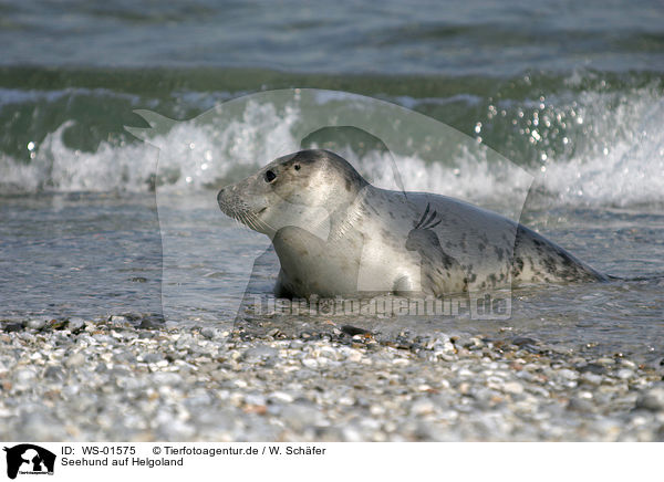 Seehund auf Helgoland / seal / WS-01575