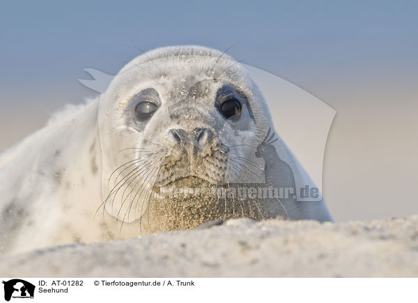 Seehund / common seal / AT-01282
