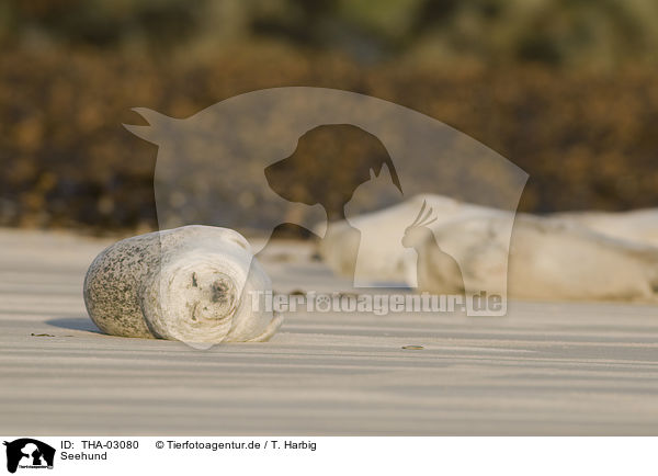 Seehund / harbor seal / THA-03080