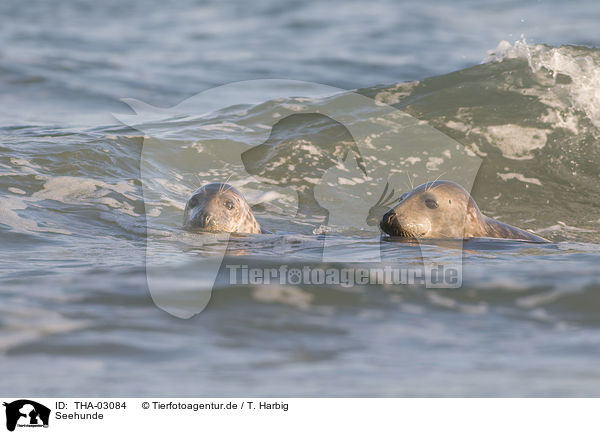 Seehunde / harbor seals / THA-03084