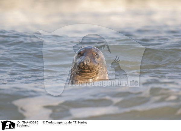 Seehund / harbor seal / THA-03085