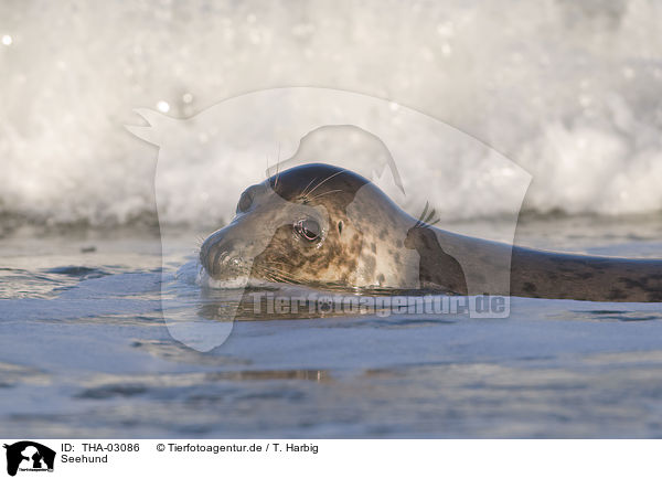 Seehund / harbor seal / THA-03086