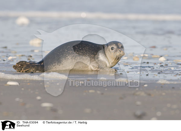 Seehund / harbor seal / THA-03094