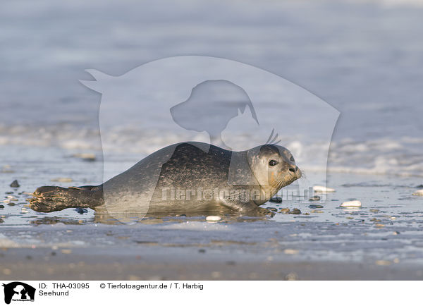 Seehund / harbor seal / THA-03095