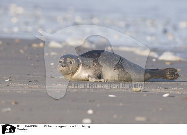 Seehund / harbor seal / THA-03096
